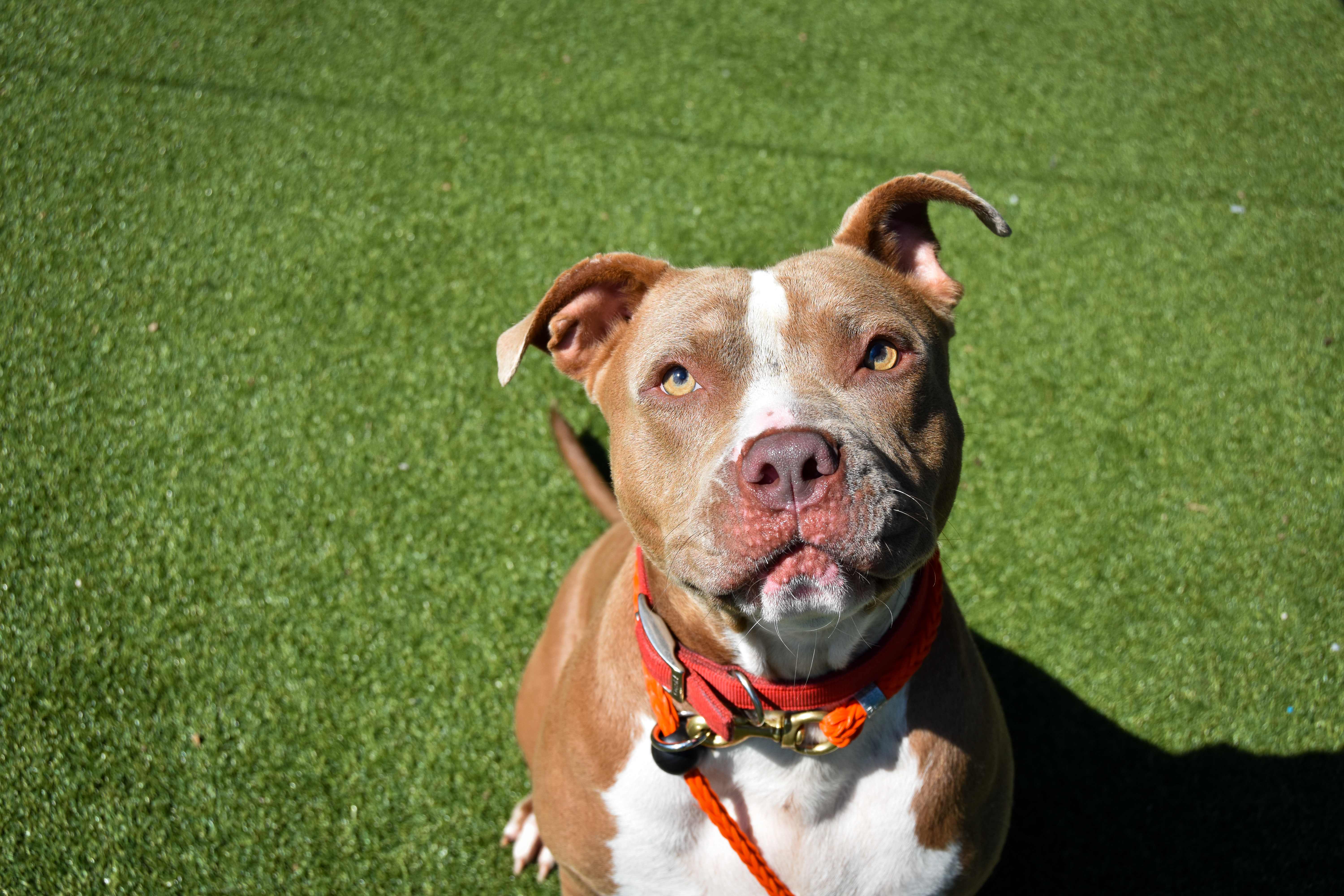 A reddish brown and white pit bull sits in the sun in the play yard of the Regional Animal Shelter in Independence. 