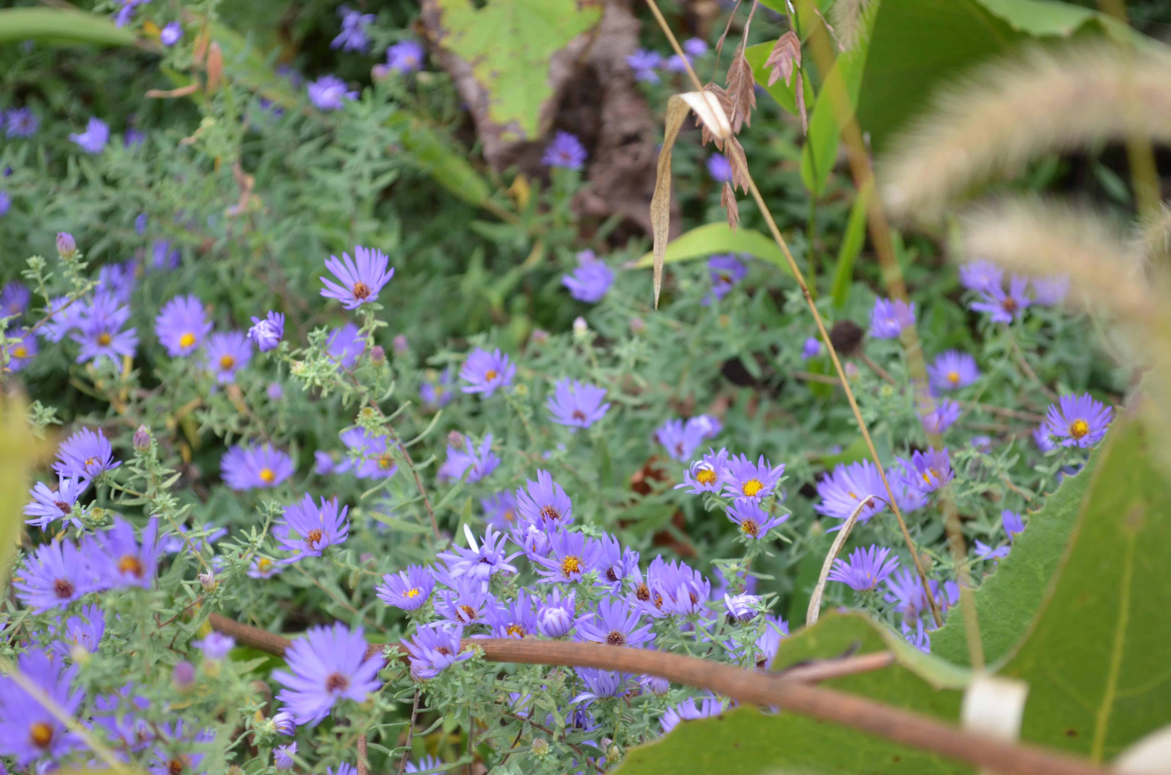 Image of flowers in fall at George Owens Nature Park