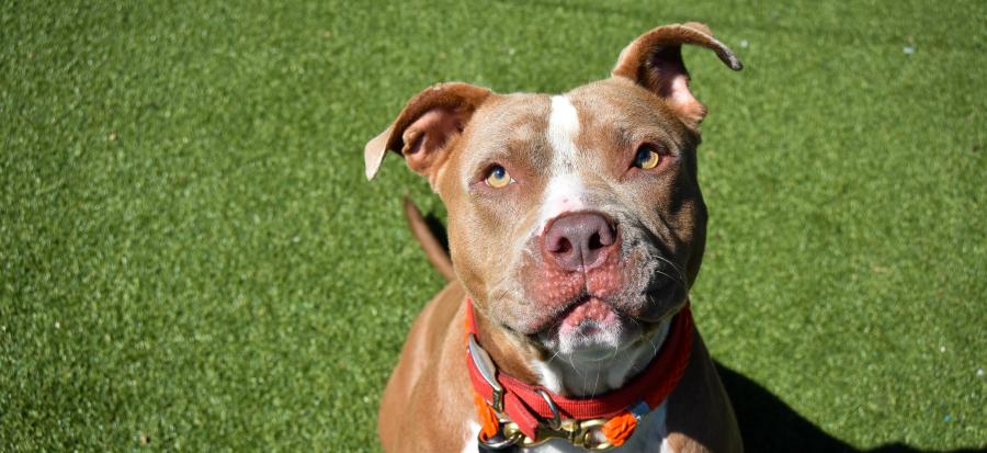 A reddish brown and white pit bull sits in the sun in the play yard of the Regional Animal Shelter in Independence. 