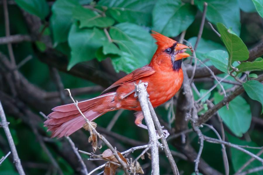 northern cardinal perched on branch