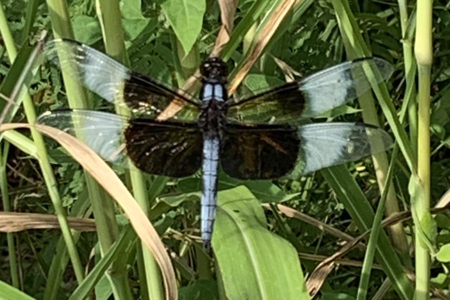 dragonfly perched on plant.