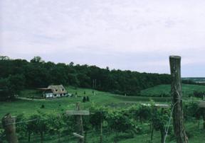 Exterior image of Albonee Country Inn and Vineyards with vineyard in foreground and house in background