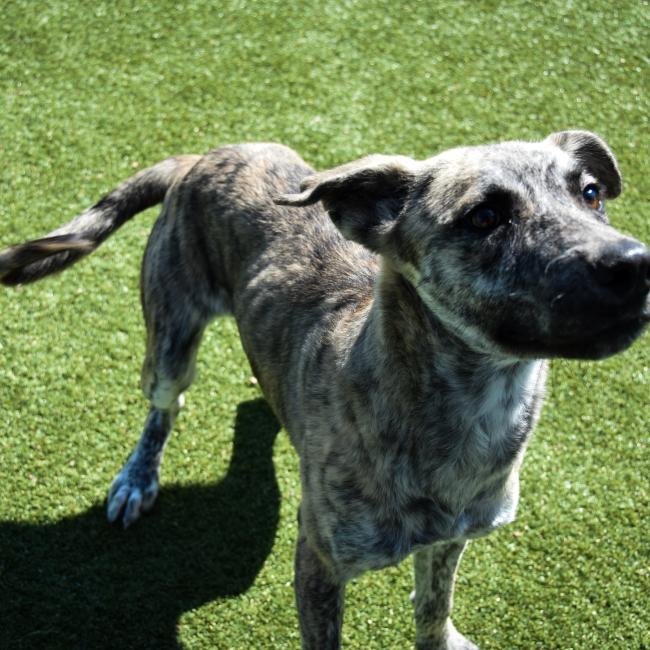 A speckled grey dog stands in the play yard of the Regional Animal Shelter.